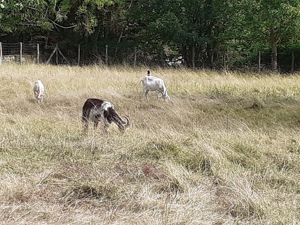 Chambres d'hôtes Les Veilles Aitres Sargé-lès-Le Mans 